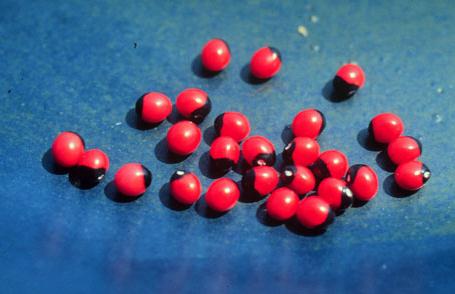 Abrus precatorius seeds  Prayer Bead Seeds